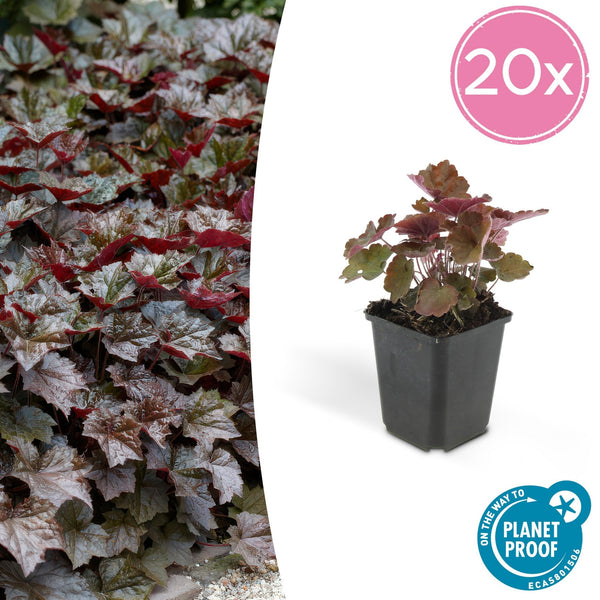 Heuchera ‘Palace Purple’ - 20 cm