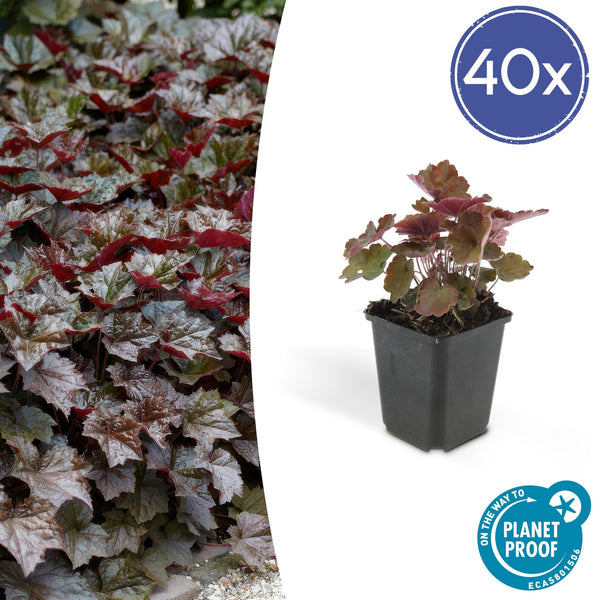 Heuchera ‘Palace Purple’ - 20 cm