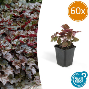Heuchera ‘Palace Purple’ - 20 cm