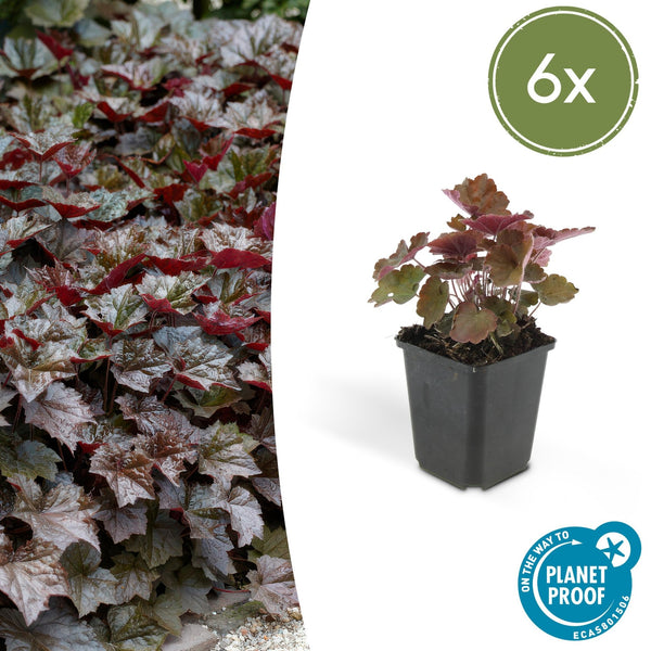 Heuchera ‘Palace Purple’ - 20 cm kopen bij Green Bubble