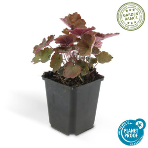 Heuchera ‘Palace Purple’ - 20 cm