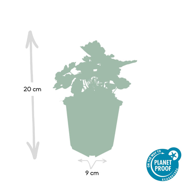 Heuchera ‘Palace Purple’ - 20 cm