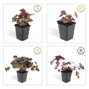 Heuchera ‘Palace Purple’ - 20 cm