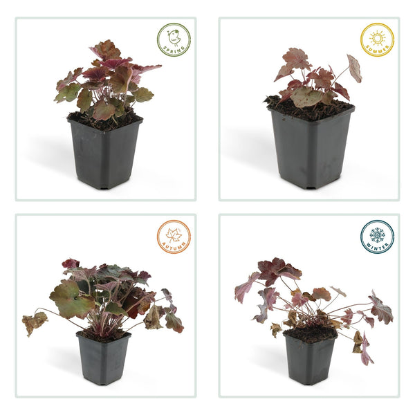 Heuchera ‘Palace Purple’ - 20 cm