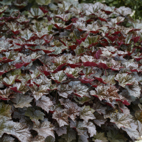 Heuchera ‘Palace Purple’ - 20 cm