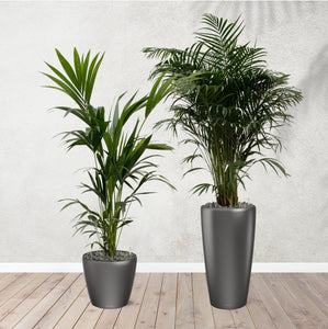 Combi deal - Areca palm 170 cm - Kentia palm 170 cm including self-watering pots