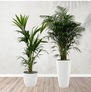 Combi deal - Areca palm 170 cm - Kentia palm 170 cm including self-watering pots