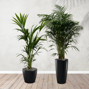 Combi deal - Areca palm 170 cm - Kentia palm 170 cm including self-watering pots