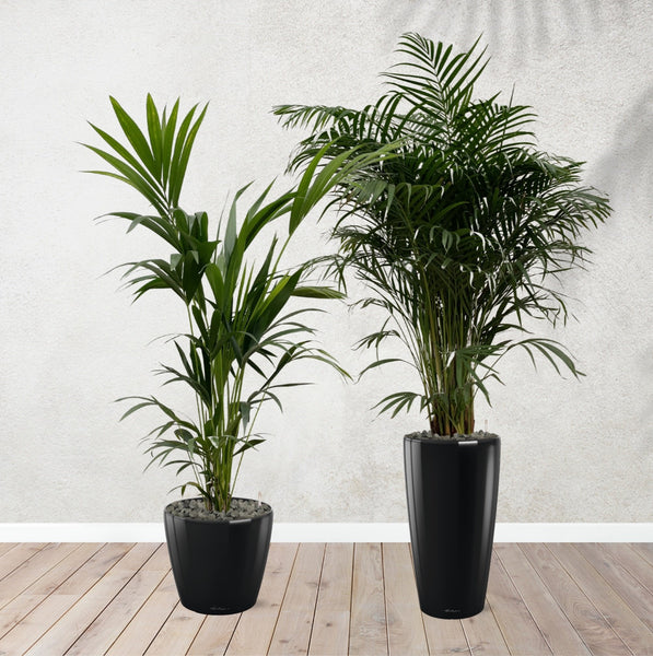 Combi deal - Areca palm 170 cm - Kentia palm 170 cm including self-watering pots