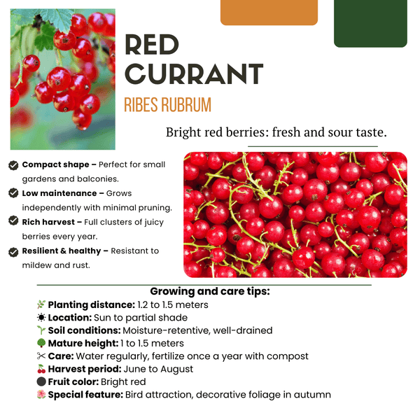 Combi deal - Fruit paradise (4x organic fruit plants mix) - 25cm