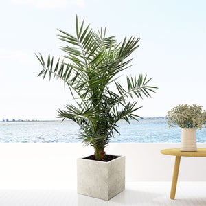 Phoenix Canariensis - 130cm