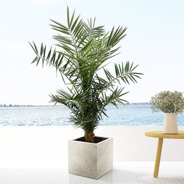 Phoenix Canariensis - 130cm