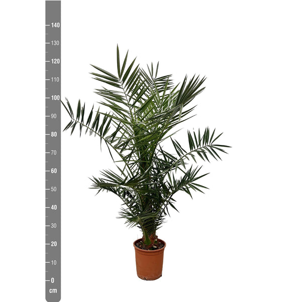 Phoenix Canariensis - 130cm