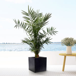 Phoenix Canariensis - 130cm