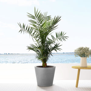 Phoenix Canariensis - 130cm