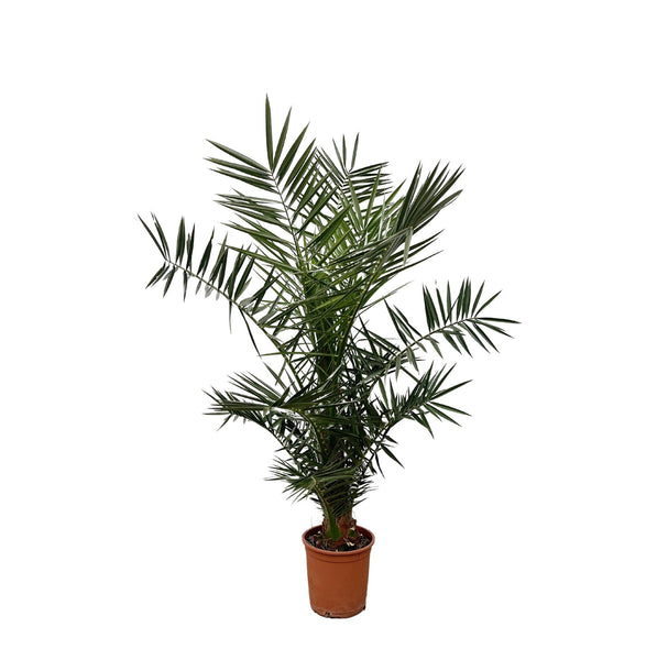 Phoenix Canariensis - 130cm