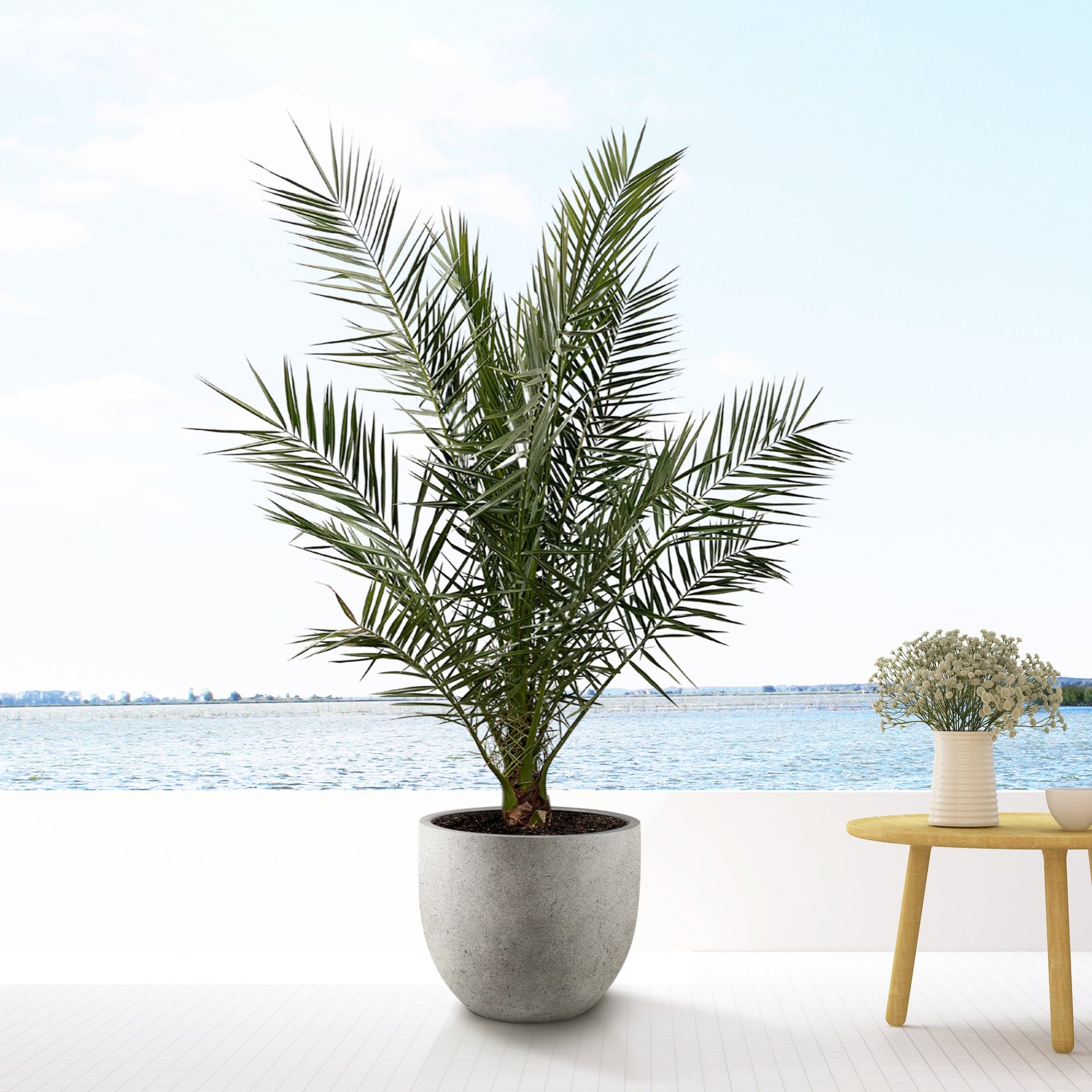 phoenix indoor plants Phoenix Canariensis | 170cm