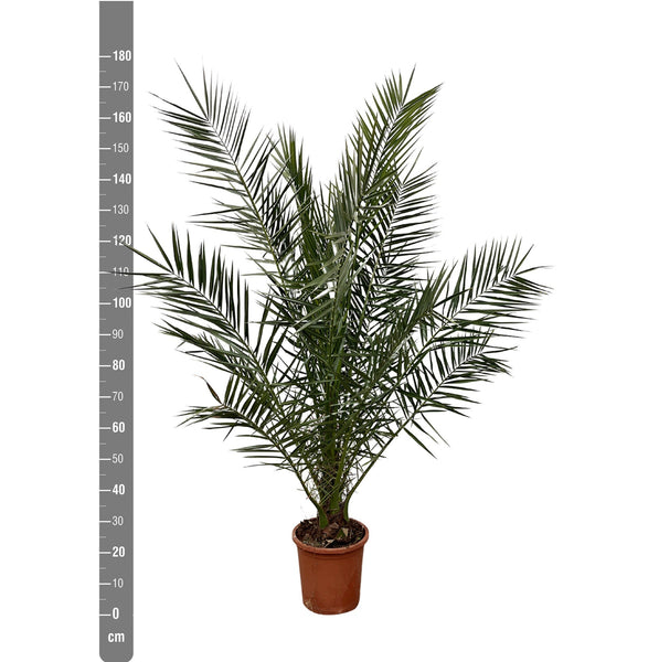 Phoenix Canariensis - 180cm