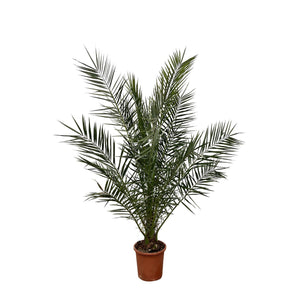 Phoenix Canariensis - 180cm