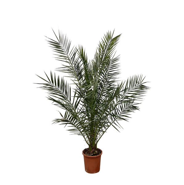 Phoenix Canariensis - 180cm