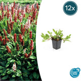 Product afbeelding 6