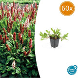 Product afbeelding 9