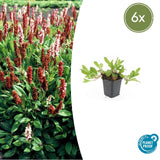 Product afbeelding 1