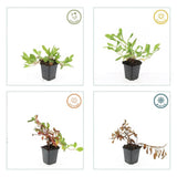 Product afbeelding 4