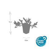 Product afbeelding 5