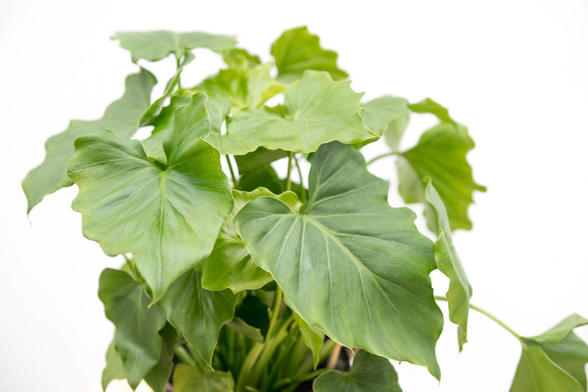 shangri-la philodendron Philodendron Shangri La Feel Green | 45cm