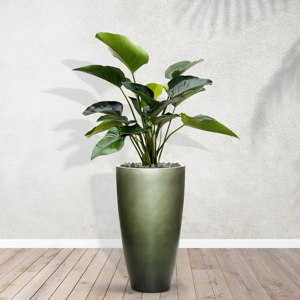 Combideal - Philodendron Green Beauty including self-watering pot Mace Matt Forest Green S - 160cm