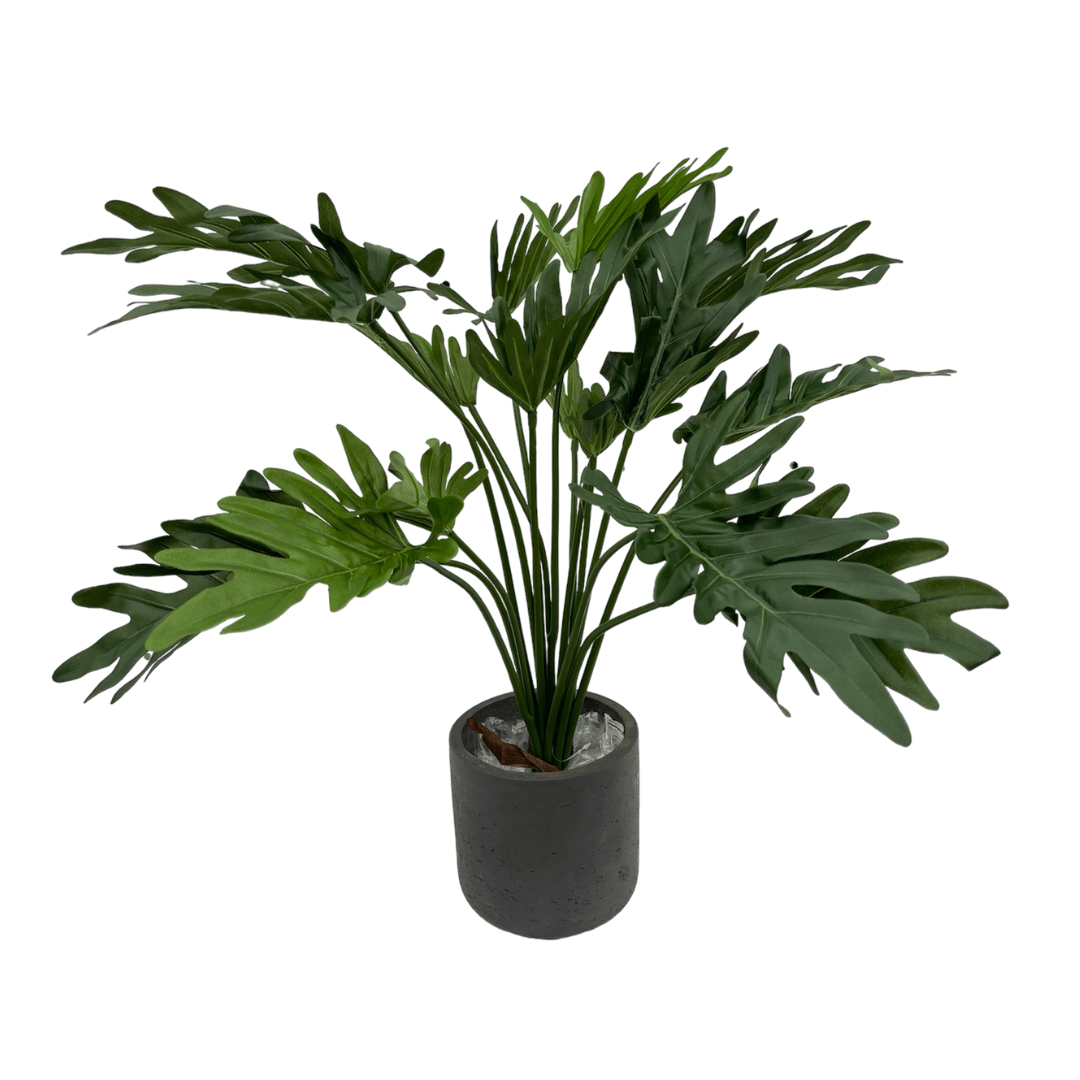 Philodendron top Xanadu