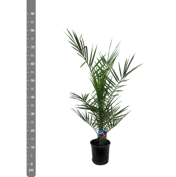 Combideal - 3x Phoenix Canariensis - 80cm