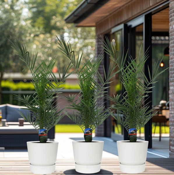 Combideal - 3x Phoenix Canariensis - 80cm