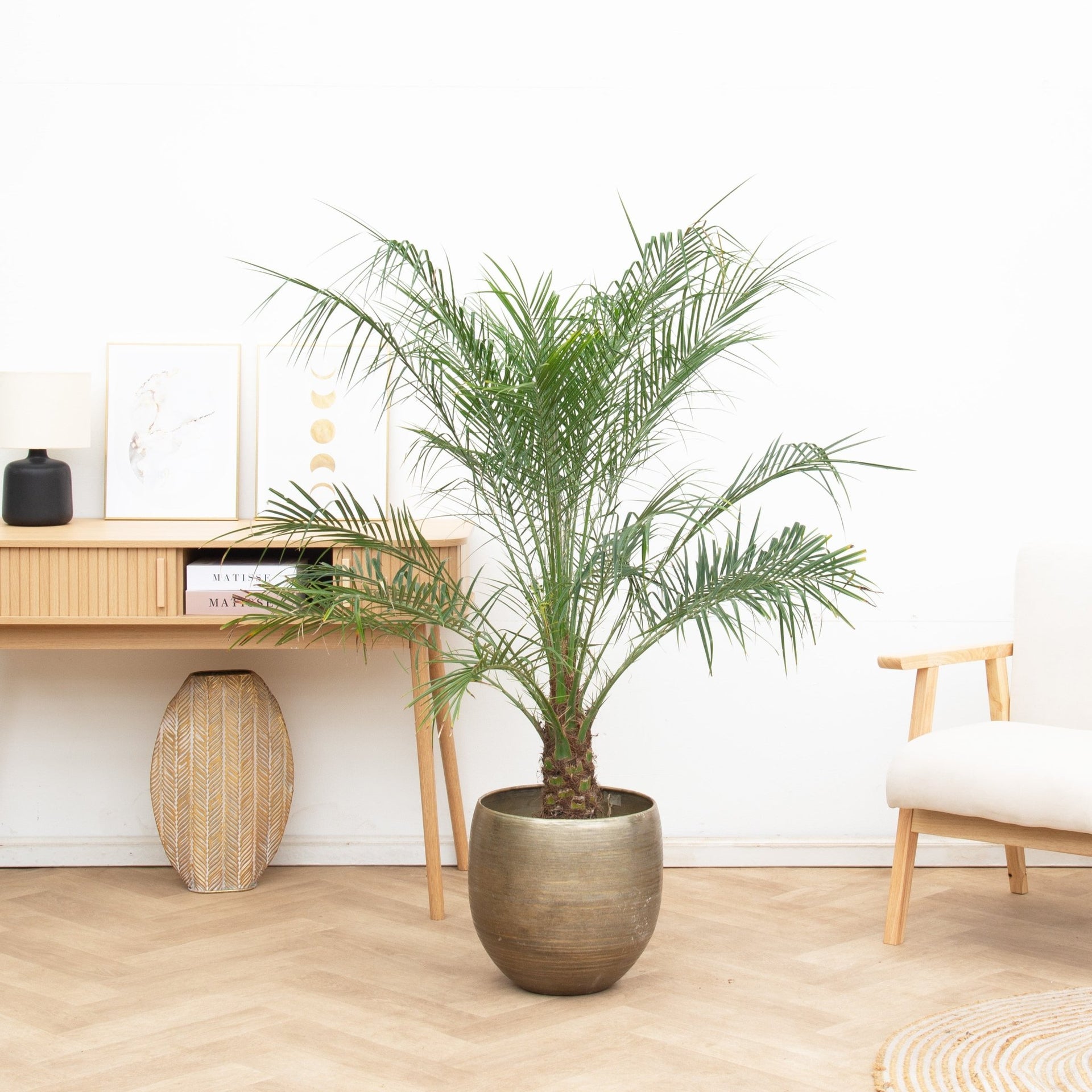 indoor plants in phoenix Phoenix roebelenii on stam | 150cm
