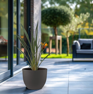 Phormium Tenax Variegata - 80cm
