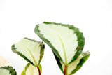 Product afbeelding 2