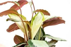 Calathea Picturata - 35cm