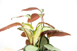 Product afbeelding 4