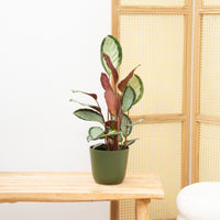 Calathea Picturata - 70cm