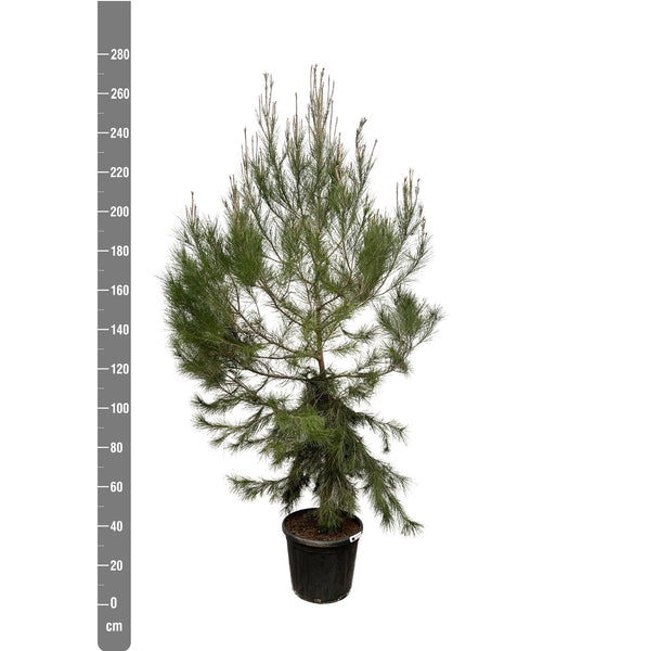 Pinus Halipensis - 275cm