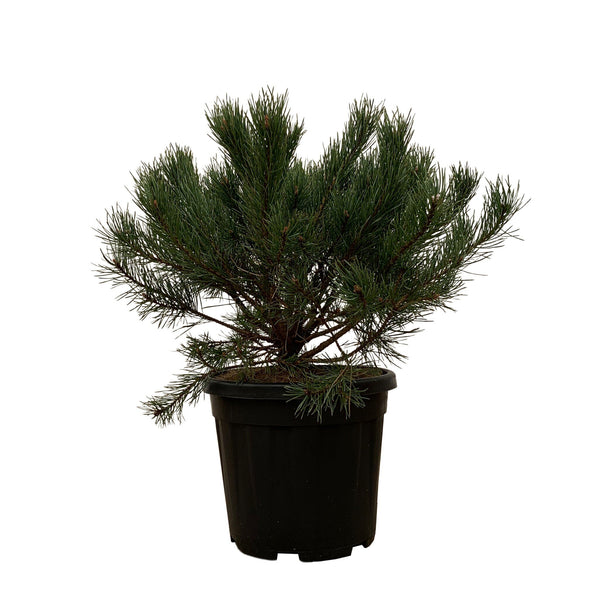 Pinus Mugo Pumilio - 60cm