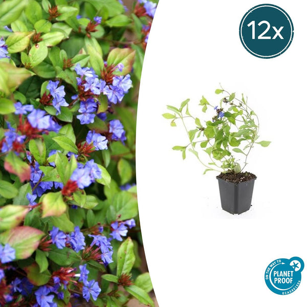 Ceratostigma Plumbaginoides - 20cm