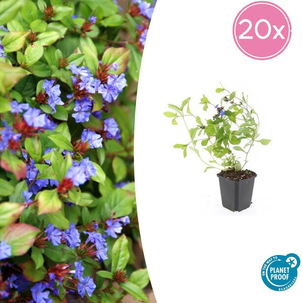 Ceratostigma Plumbaginoides - 20cm