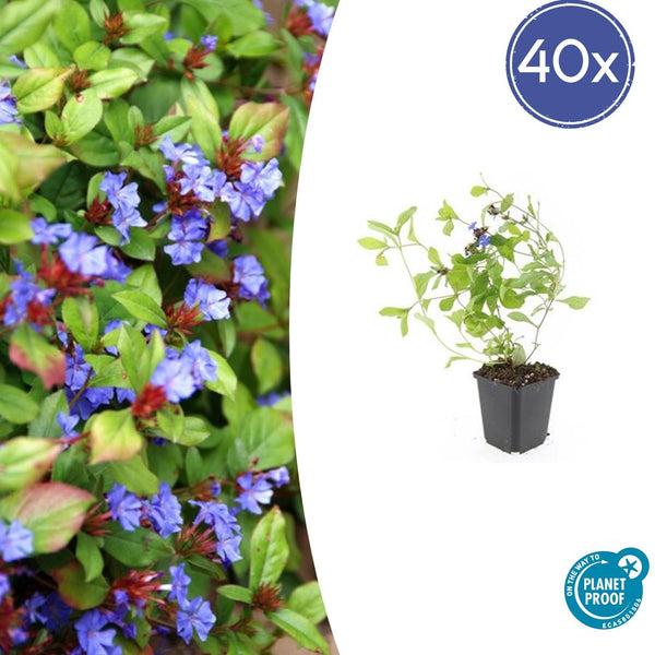 Ceratostigma Plumbaginoides - 20cm