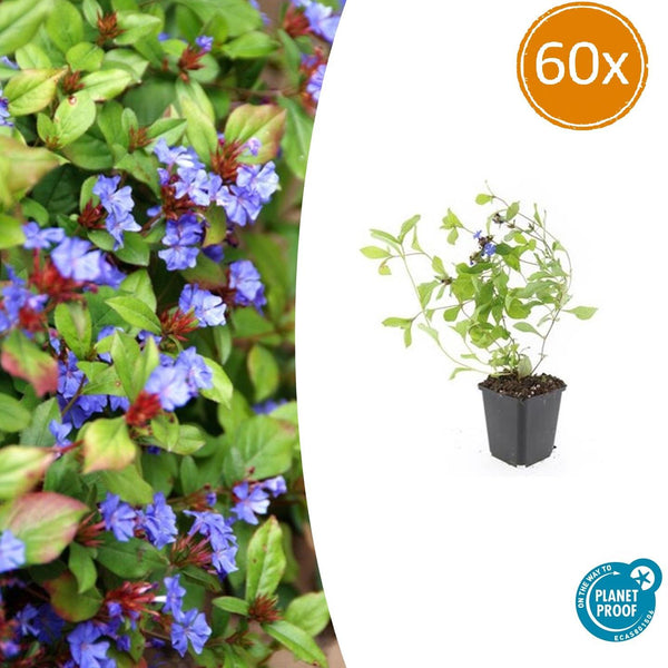 Ceratostigma Plumbaginoides - 20cm