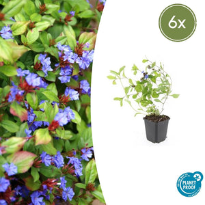 Ceratostigma Plumbaginoides - 20cm