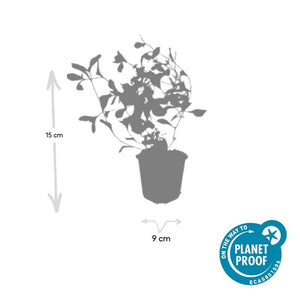 Ceratostigma Plumbaginoides - 20cm