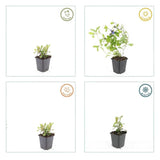 Product afbeelding 3
