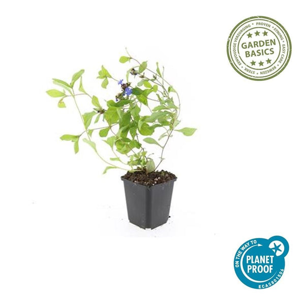 Ceratostigma Plumbaginoides - 20cm